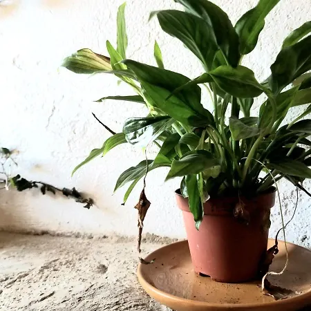 Aveyron Avec Vue Riviere, Proche Albi Holiday home